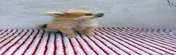Pomerania perros en venta: Pomerania mini toy  - Anuncio 6