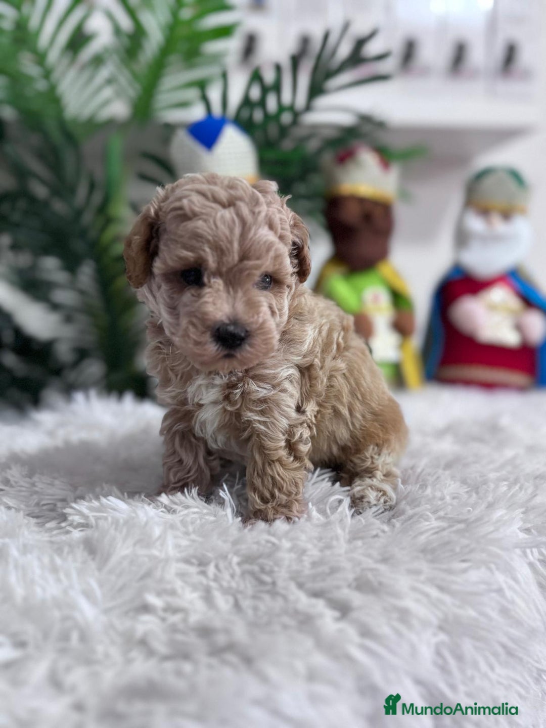 Caniche Toy perros en venta: CANICHE TOY - Anuncio 18