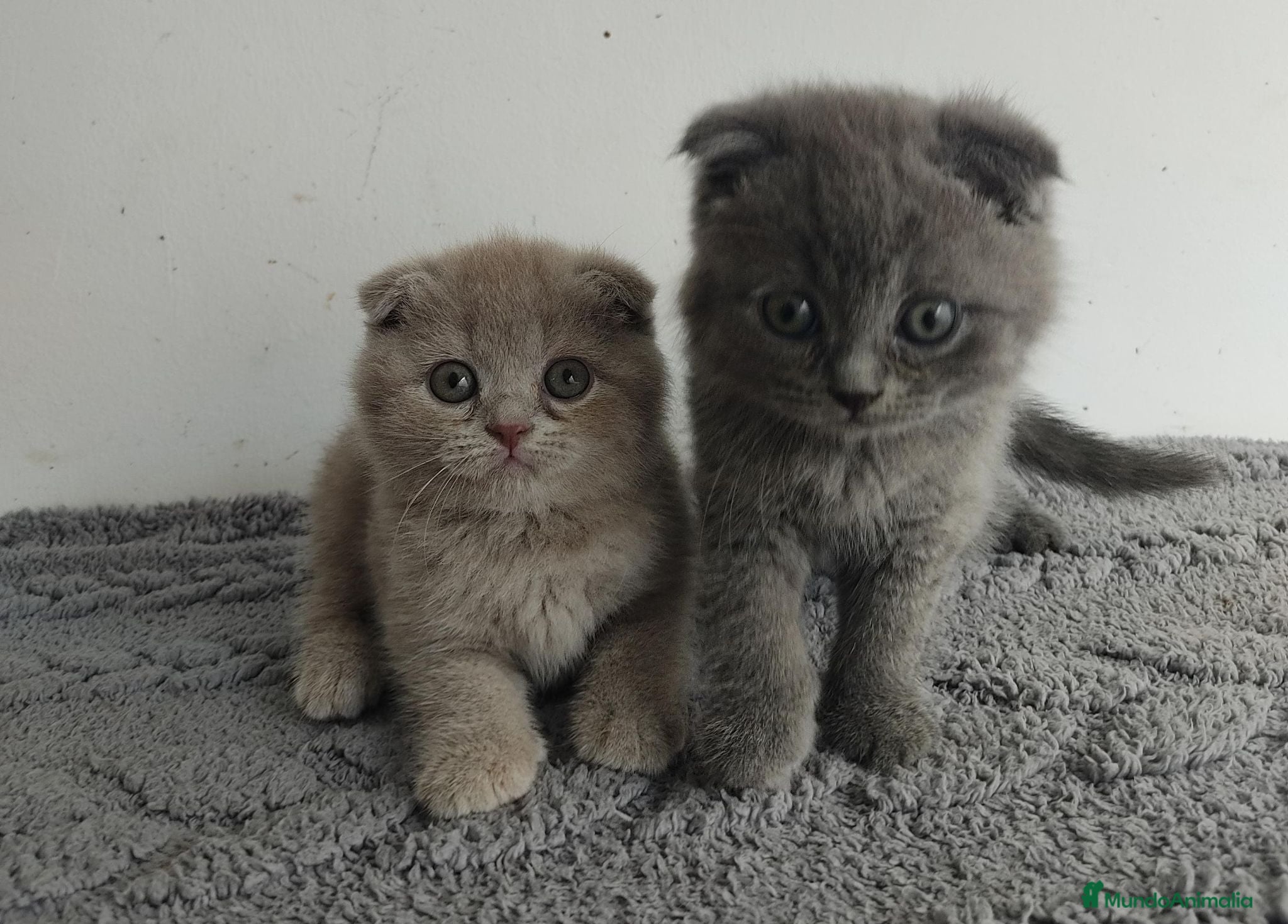 Scottish Fold gatos Scottish fold  - Anuncio 2