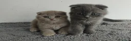 Scottish Fold gatos en venta: Scottish fold  - Anuncio 1