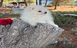 Pomerania perros en venta: Pomerania Hembra fotos actuales  - Imagen 9