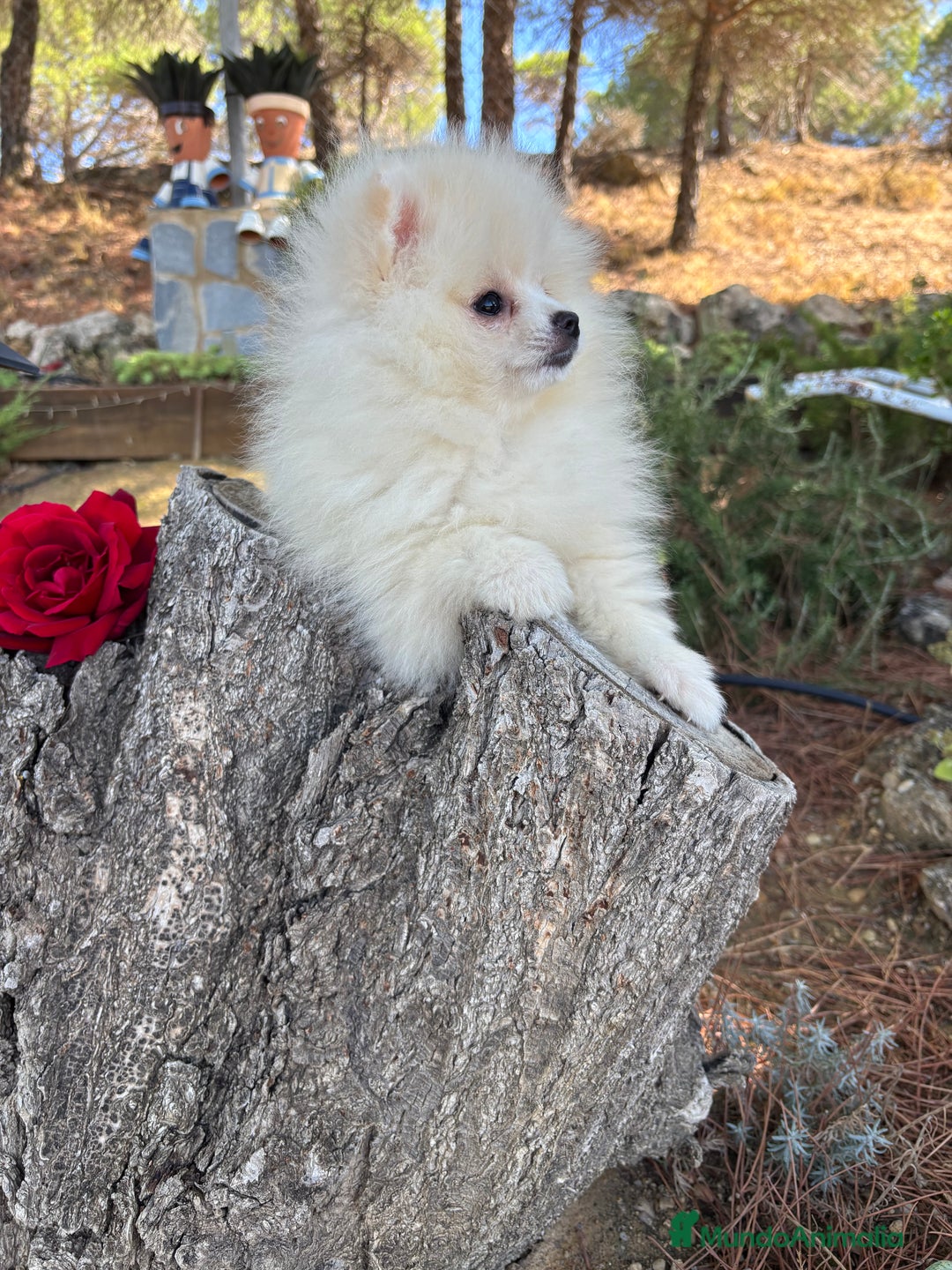Pomerania perros en venta: Pomerania Hembra fotos actuales  - Imagen 9