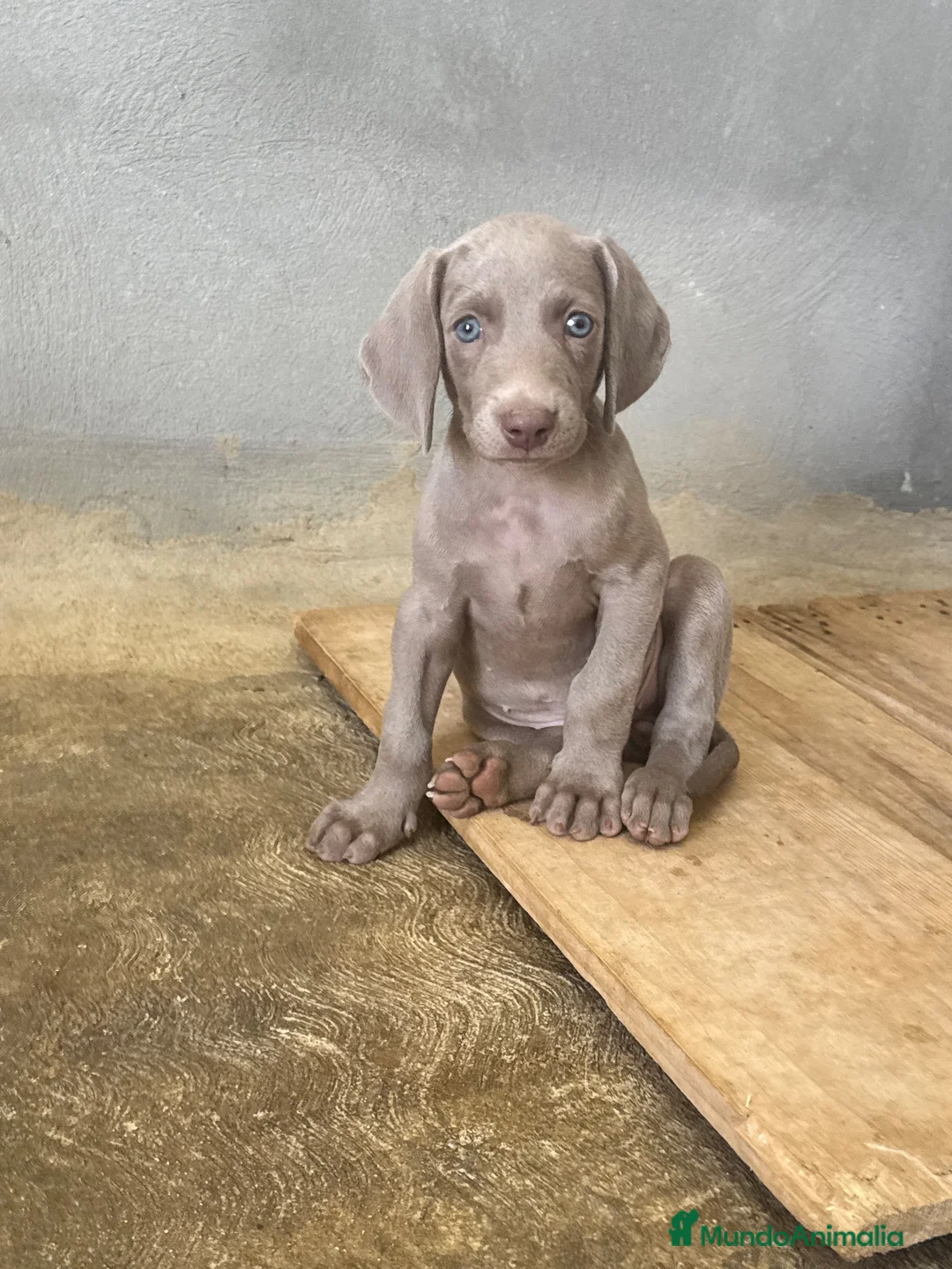 Weimaraner perros en venta: CACHORROS DE BRACO DE WEIMAR - Anuncio 2