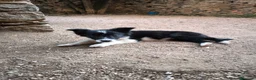 Border Collie perros en venta: Cachorro border collie puro, 300€ - Anuncio 2