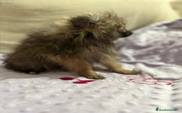 Pomerania perros en venta: Poo pomerania MICRO TOY  - Imagen 2
