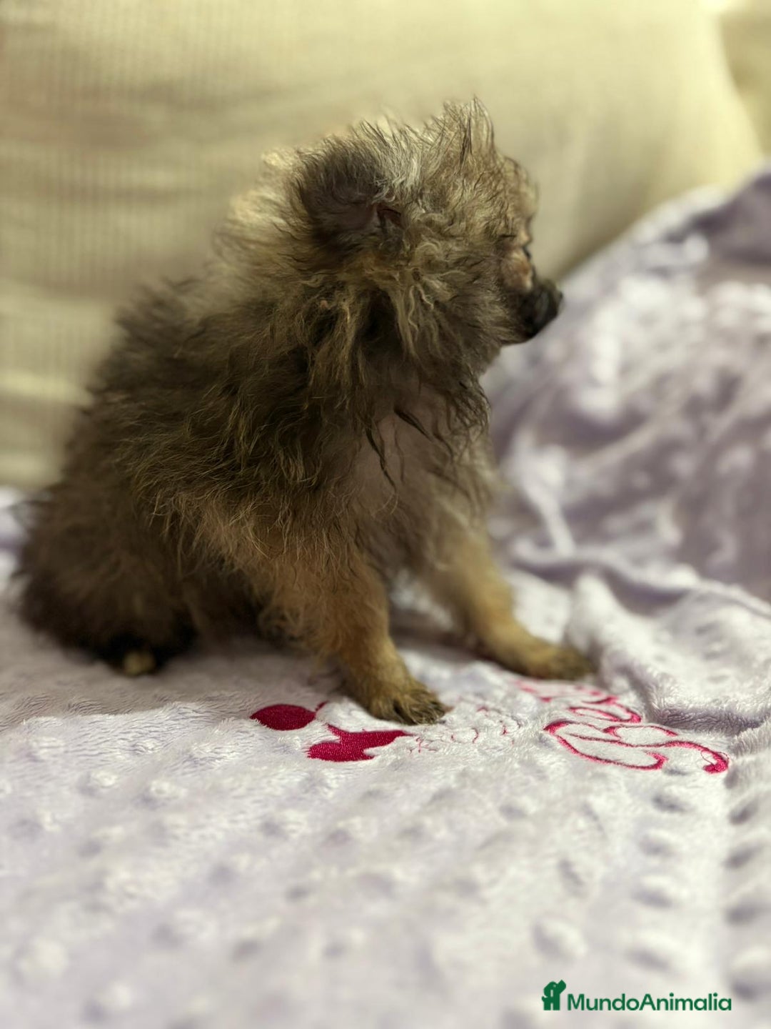 Pomerania perros en venta: Poo pomerania MICRO TOY  - Imagen 2