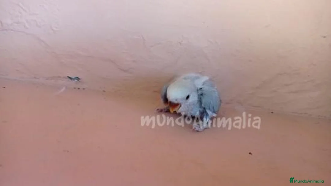 Imagen de galería {{count}}