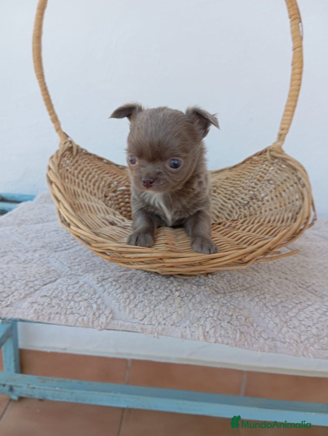 Chihuahua perros en venta: IMPRESIONANTE  CHIHUAHUA   LINEA  TOY  - Anuncio 38