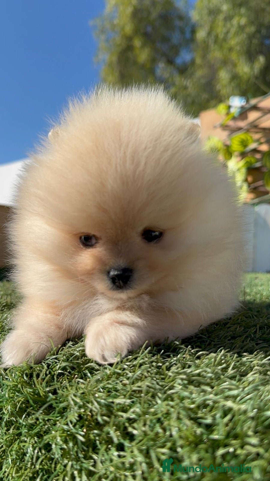 Pomerania perros en venta: POMERANIA CARITA DE OSITO - Anuncio 16