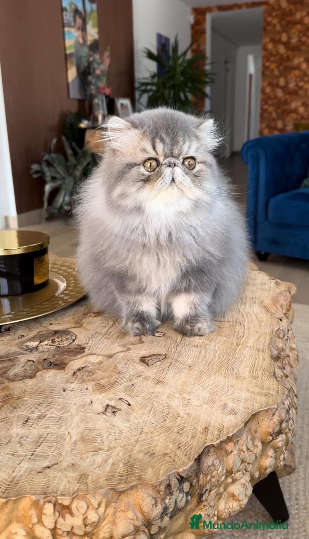 Persa gatos en venta: Macho persa Azul Tabby - Imagen 4