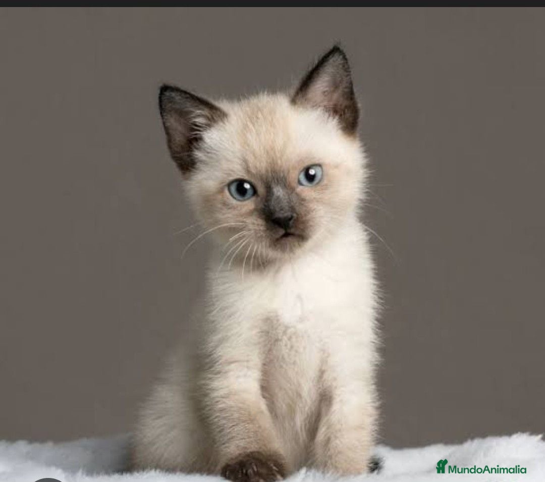 Siamés gatos Siames - Anuncio 1