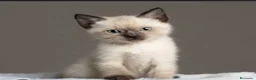 Siamés gatos en venta: Siames en Barcelona - Anuncio 1