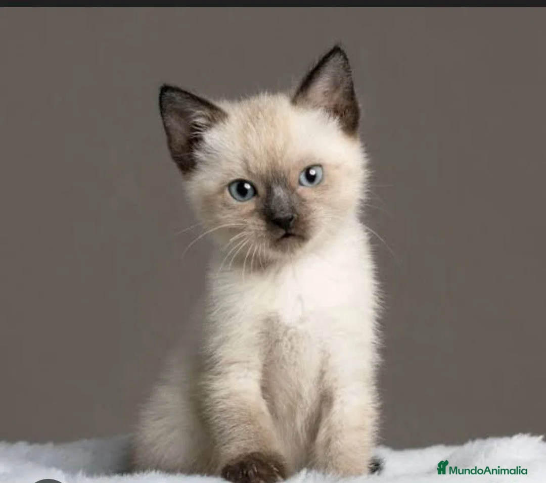 Siamés gatos en venta: Siames en Barcelona - Anuncio 1