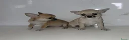 Chihuahua perros en venta: Chihuahuas  - Anuncio 2