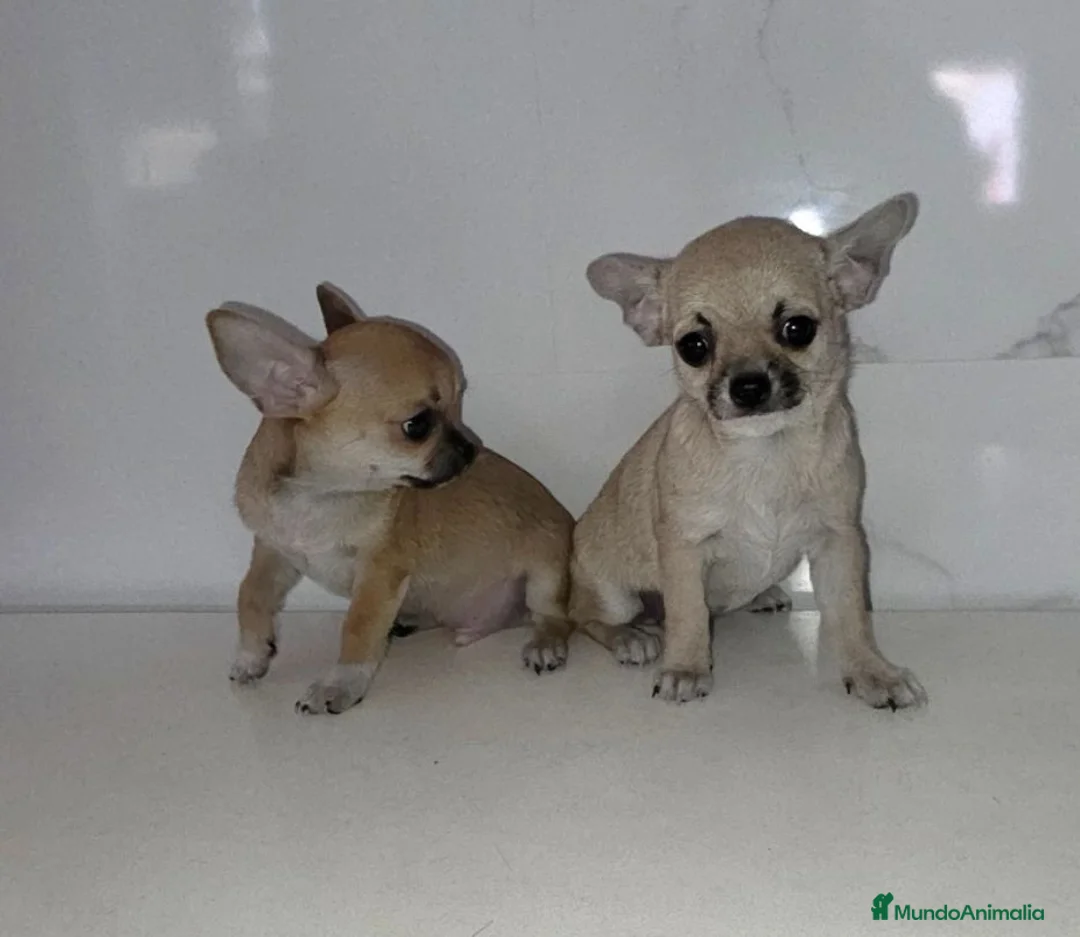 Chihuahua perros en venta: Chihuahuas  - Anuncio 2