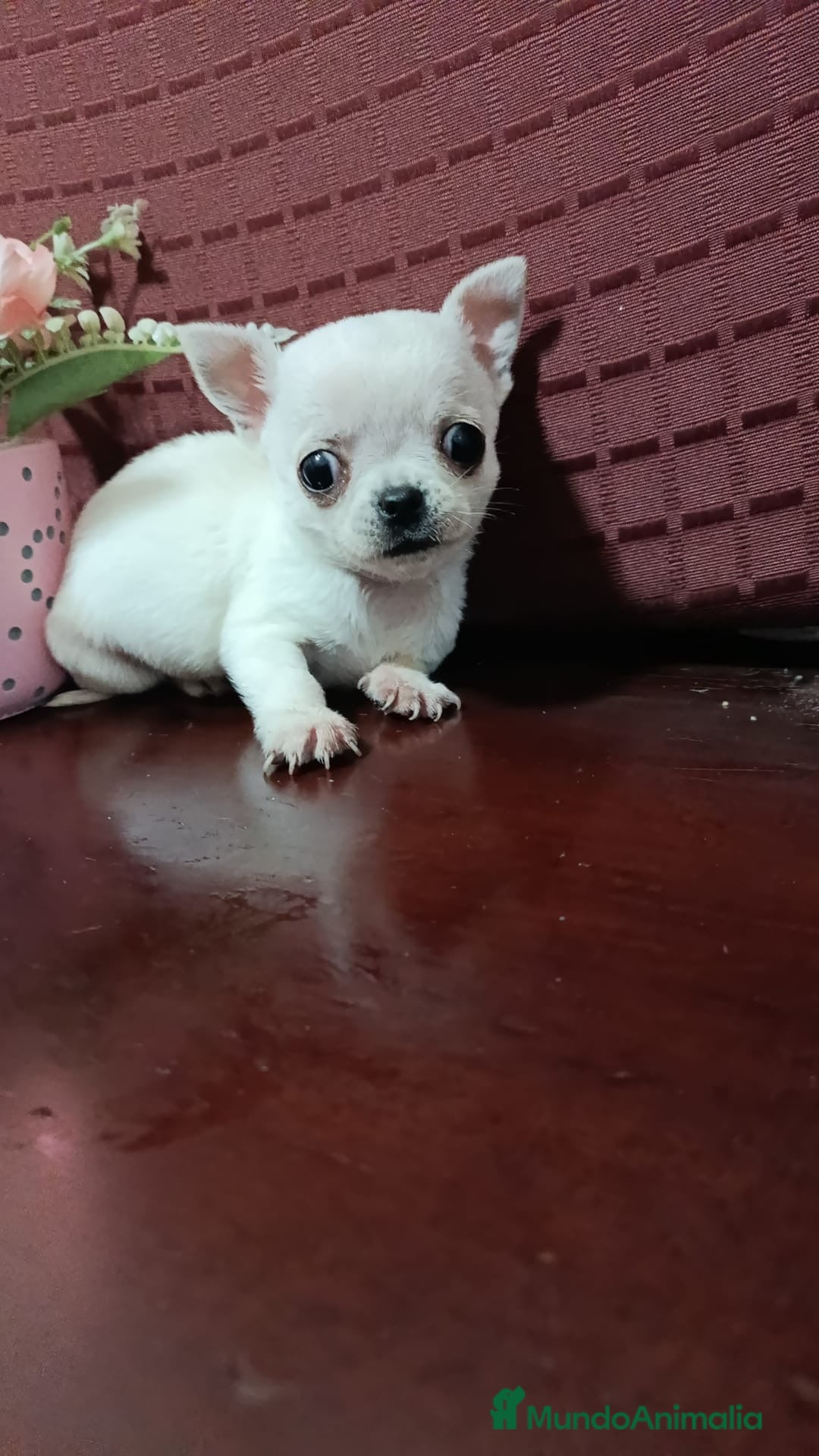 Chihuahua perros en venta: Chihuahuas Toy los de las fotos  - Anuncio 1