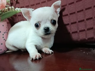 Chihuahua perros Chihuahuas Toy los de las fotos - Anuncio 3