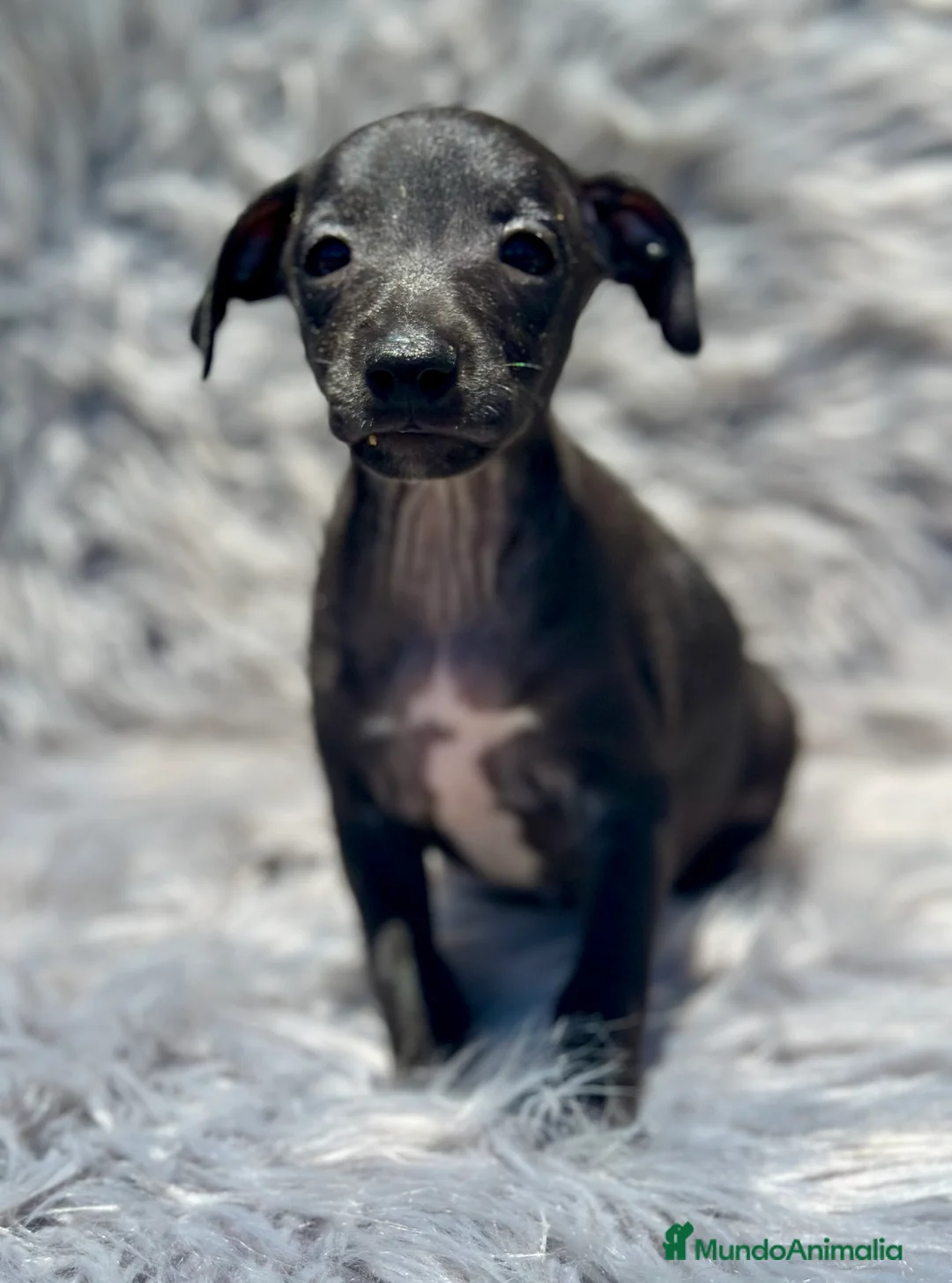 Pequeño Lebrel Italiano perros en venta: PICCOLO ITALIANO NEGROS - Anuncio 4