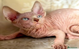Sphynx gatos en venta: Sphynx  - Anuncio 3