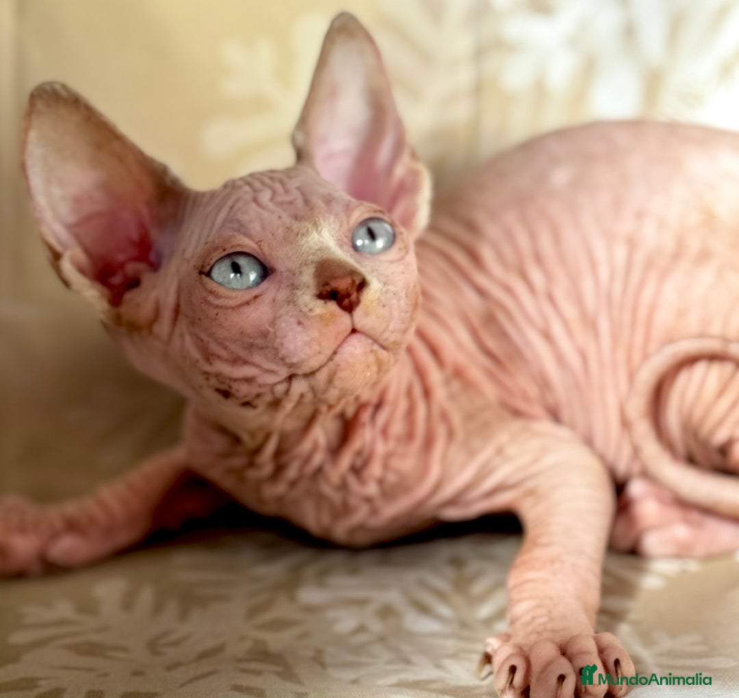 Sphynx gatos en venta: Sphynx  - Anuncio 3