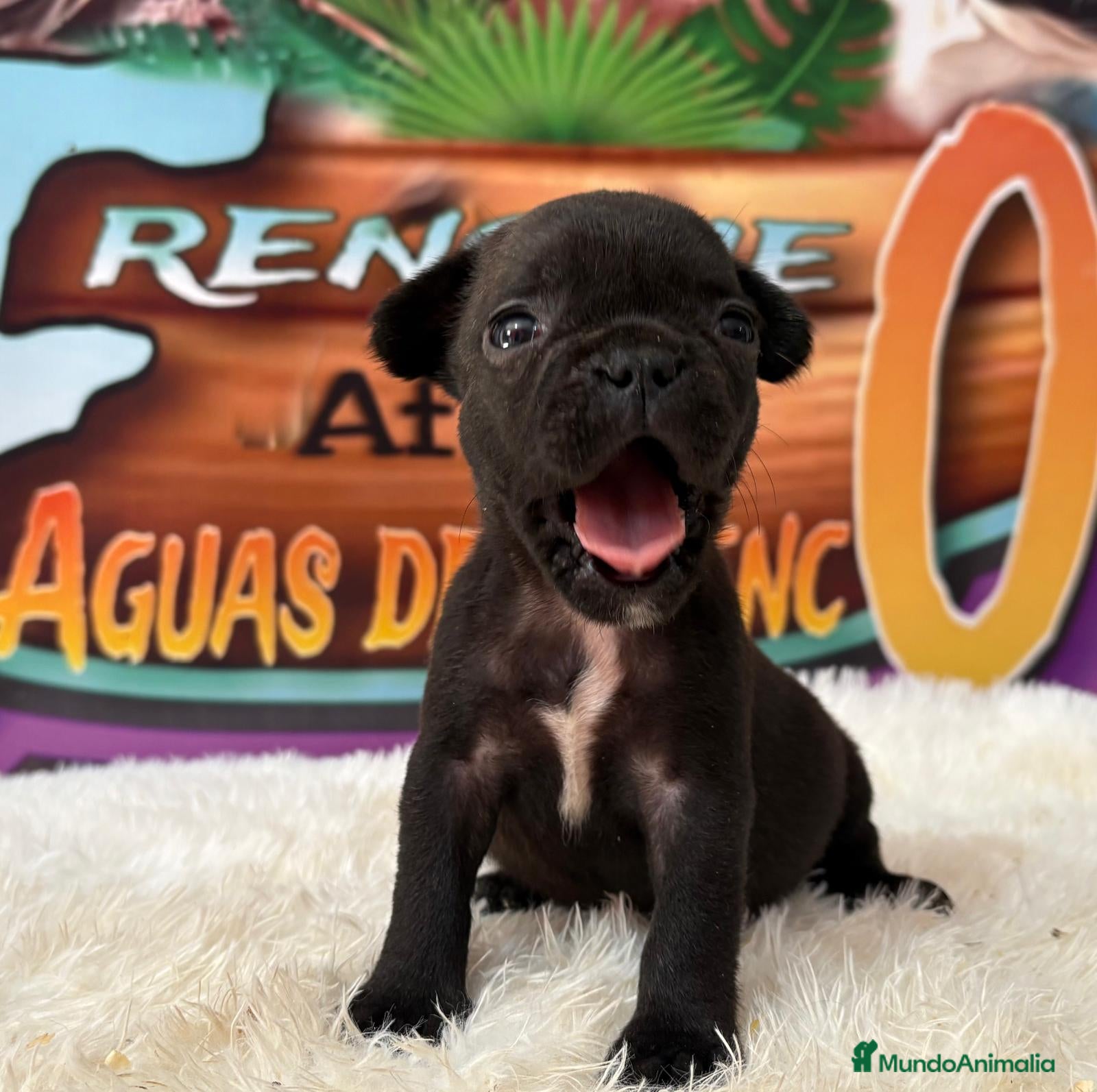 Bulldog Francés perros cachorro de bulldog frances en Madrid - Anuncio 1