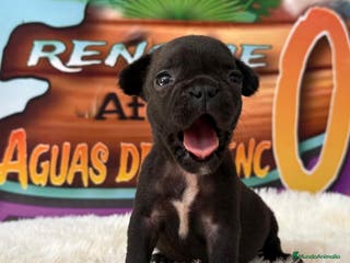Bulldog Francés perros cachorro de bulldog frances en Madrid - Anuncio 1