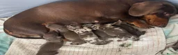 Teckel Miniatura perros en venta: Cachorros Teckel miniatura chocolate y arlequín  - Anuncio 6