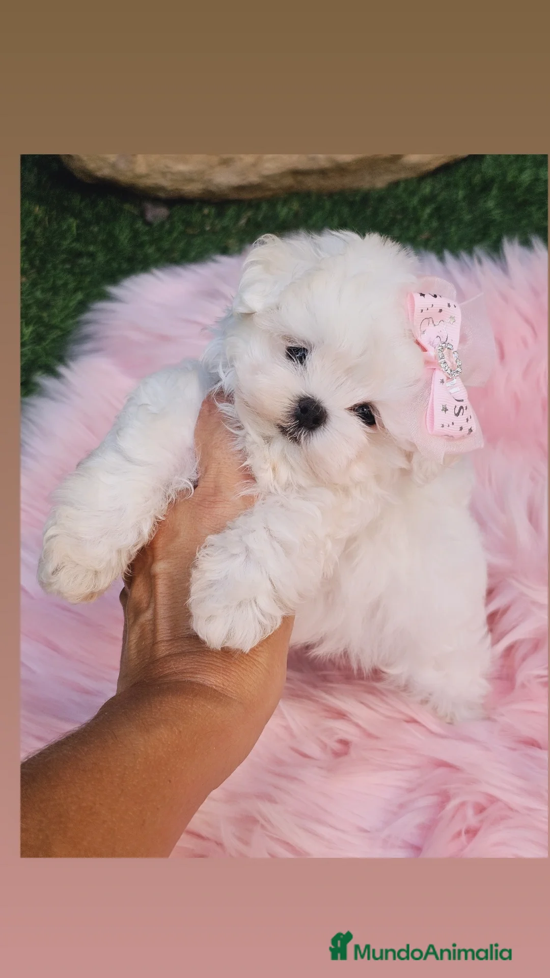 Bichón Maltés perros Bichon maltes coreano miniatura  - Anuncio 4