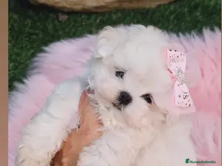 Bichón Maltés perros Bichon maltes coreano miniatura - Anuncio 4