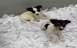 Ratonero Bodeguero Andaluz perros en venta: CAMADA BODEGUERO ANDALUZ BEBES - Anuncio 3