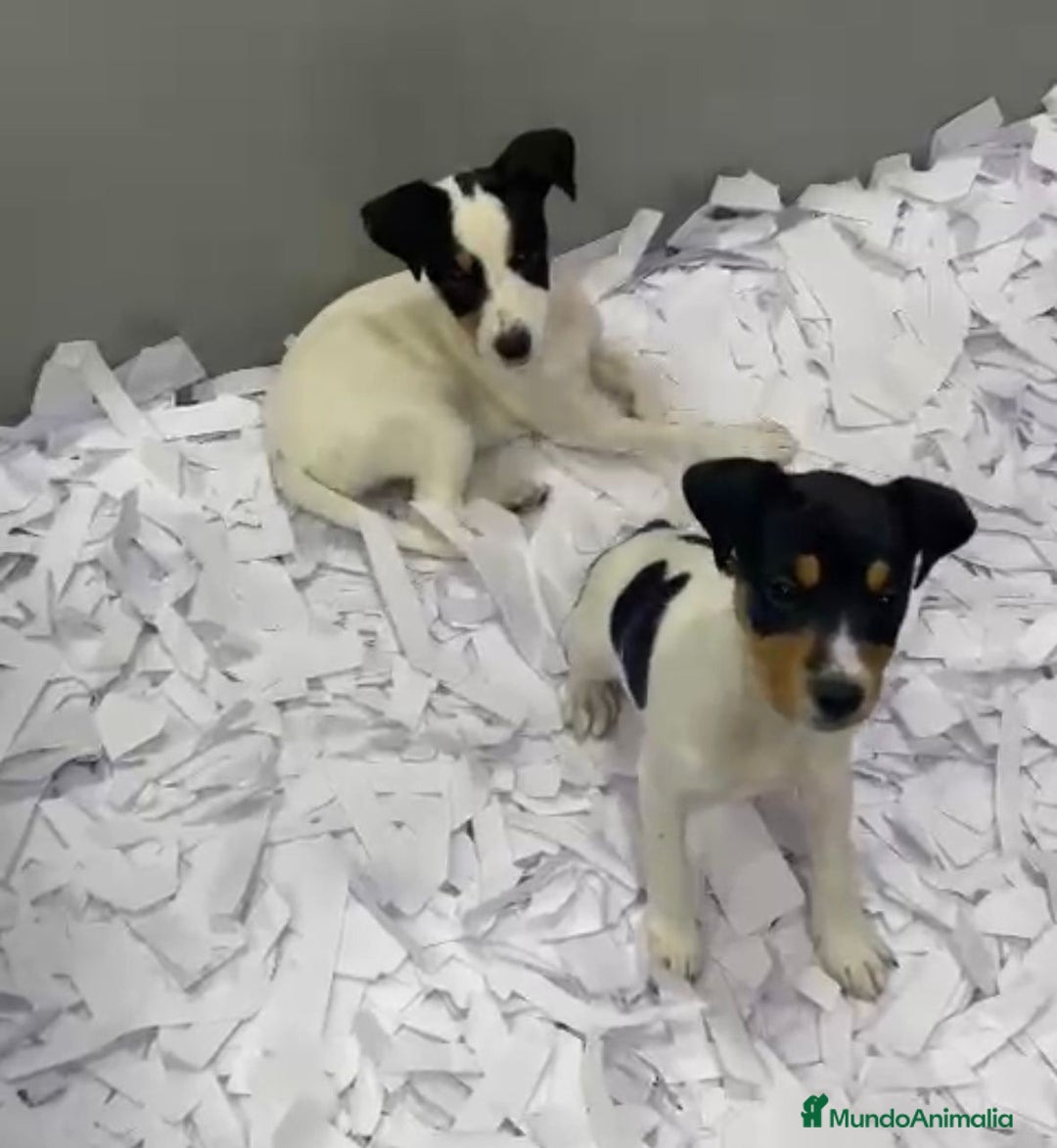 Ratonero Bodeguero Andaluz perros en venta: CAMADA BODEGUERO ANDALUZ BEBES - Anuncio 3