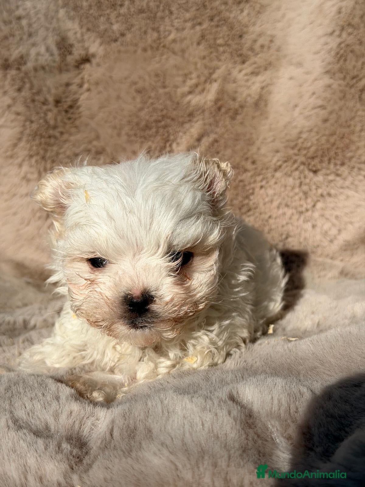 Bichón Maltés perros MALTES COREANO DIMINUTO - Anuncio 1