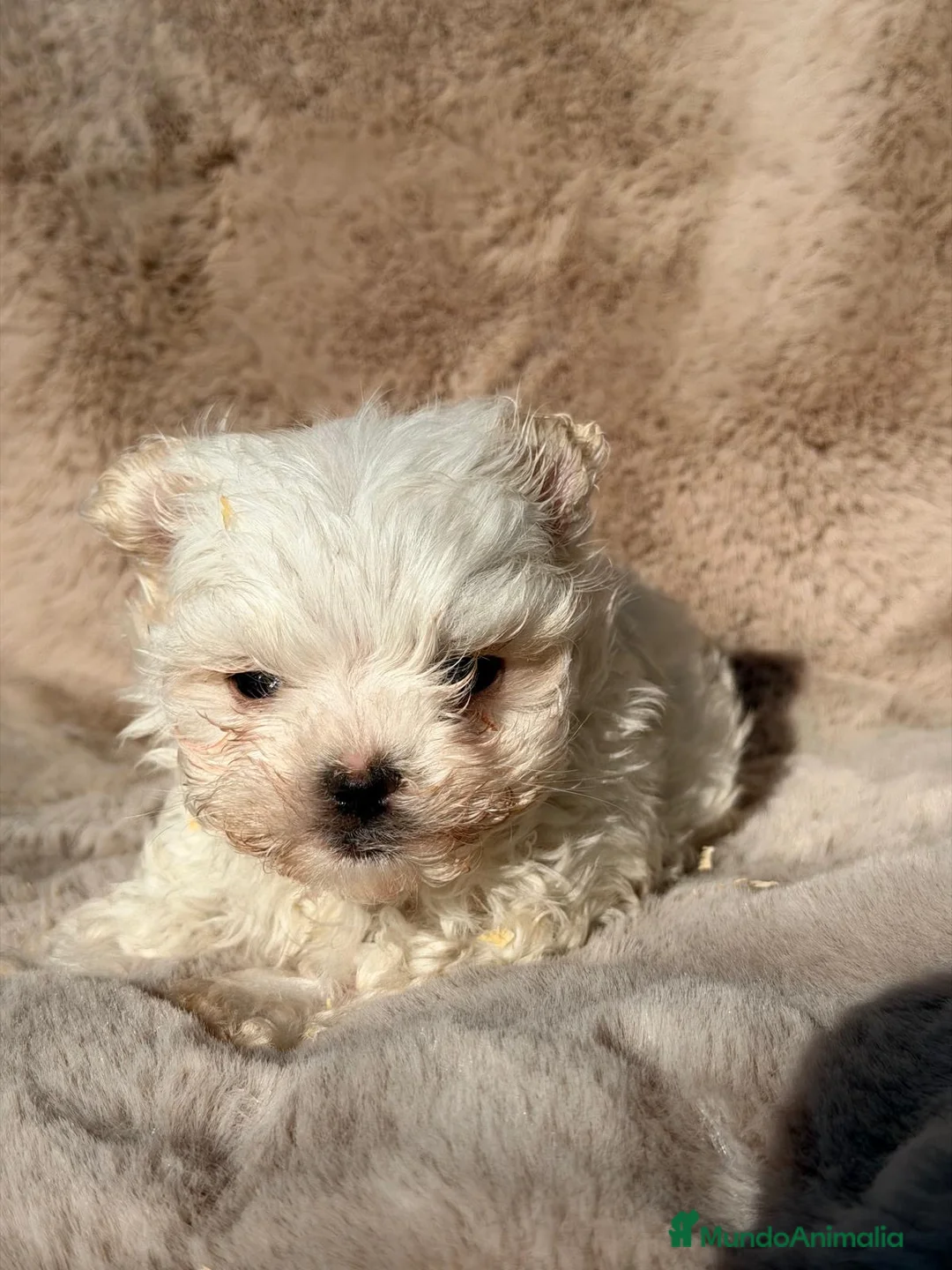 Bichón Maltés perros en venta: MALTES COREANO DIMINUTO - Anuncio 1