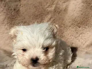 Bichón Maltés perros MALTES COREANO DIMINUTO - Anuncio 1