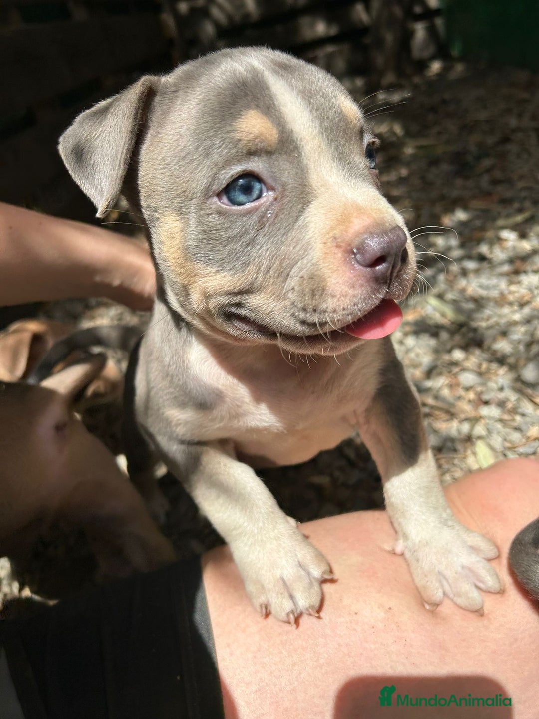 American Bully perros en venta: American bully standar  - Imagen 4