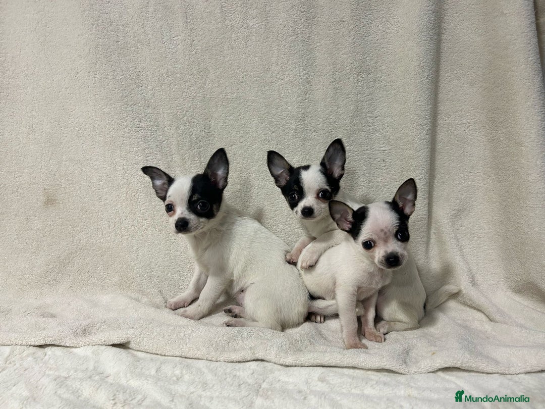 Chihuahua perros en venta: Chihuahua mini - Imagen 1
