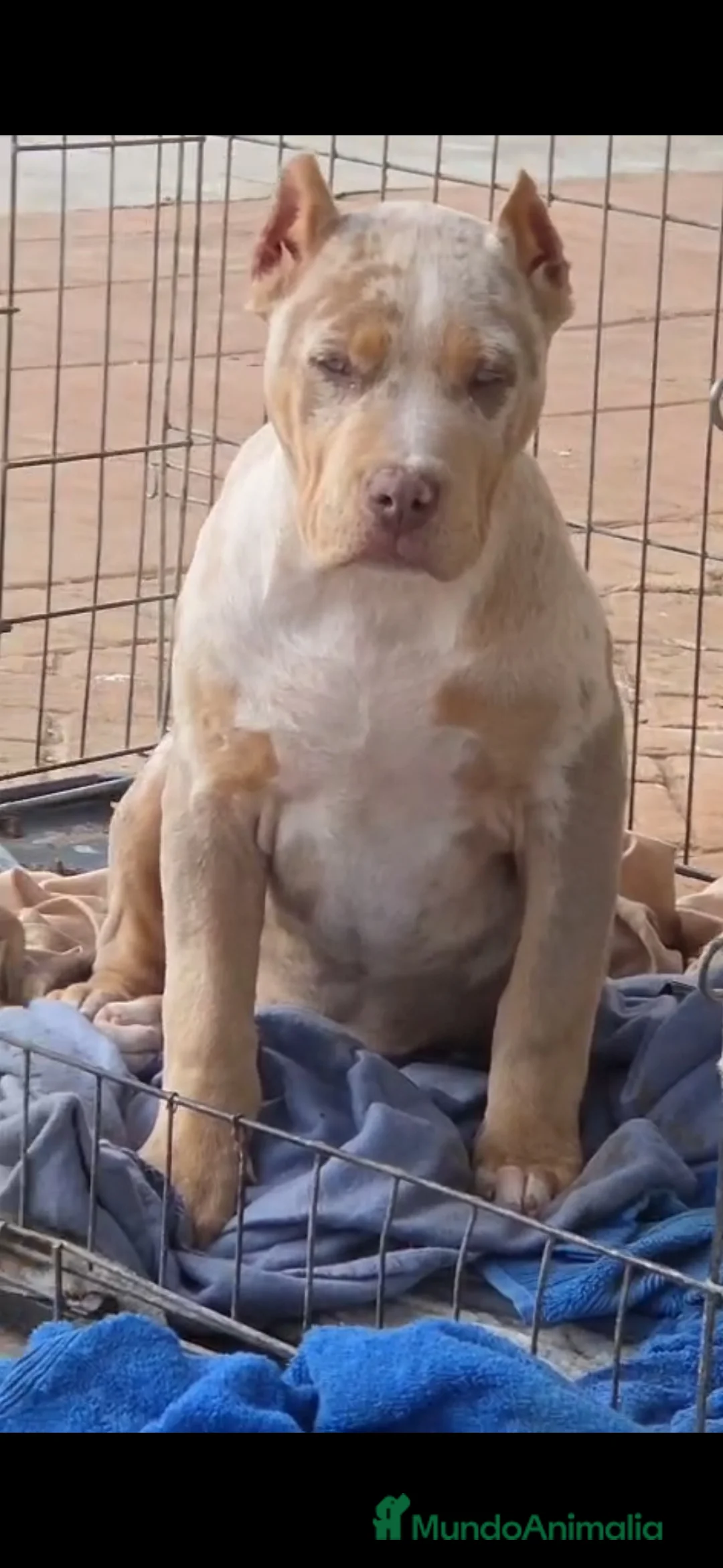 American Bully perros en venta: AMERICAN BULLY XL - Anuncio 1