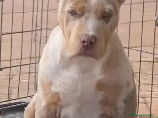 American Bully perros AMERICAN BULLY XL - Anuncio 1