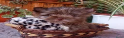 Yorkshire Terrier perros en venta: Exclusivo macho yorkshire chocomerle toy - Anuncio 2