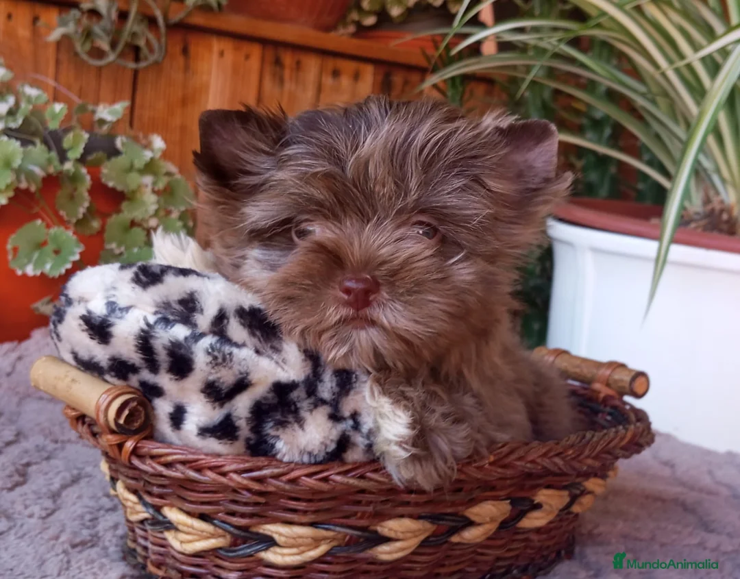 Yorkshire Terrier perros en venta: Exclusivo macho yorkshire chocomerle toy - Anuncio 2