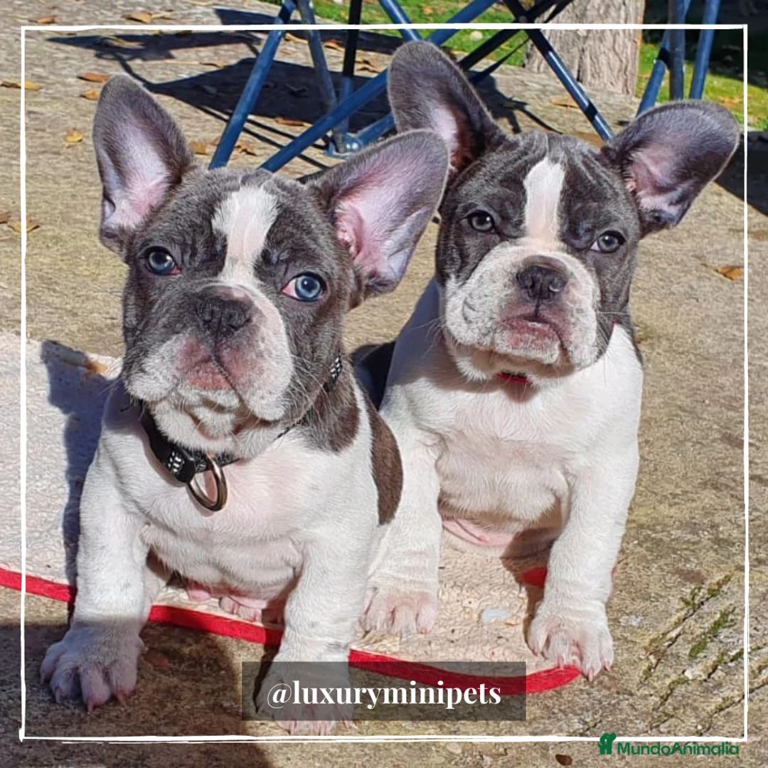 Bulldog Francés perros en venta: Camada de preciosos Bulldog Francés en Madrid - Anuncio 1