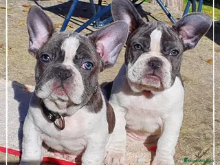 Bulldog Francés perros Camada de preciosos Bulldog Francés en Madrid - Anuncio 14