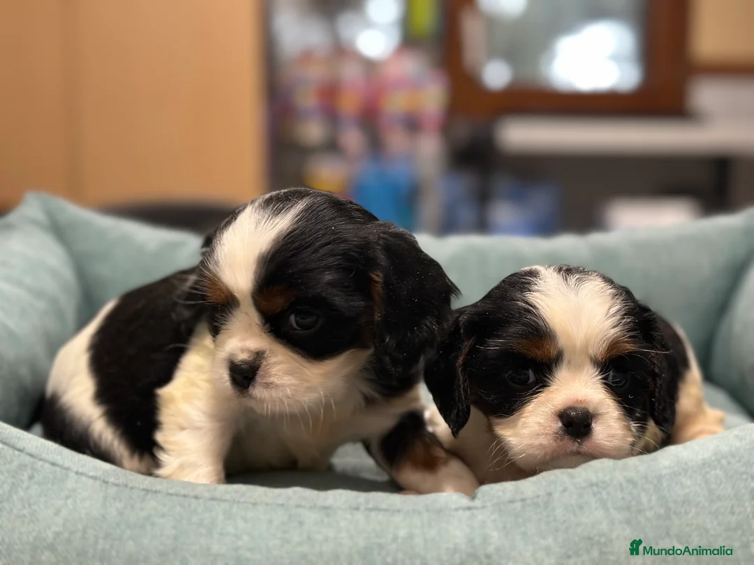 Cavalier King Charles Spaniel perros en venta: CAVALIER TRICOLOR HEMBRA DISPONIBLE en Barcelona - Anuncio 5