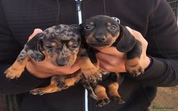 Teckel perros en venta: Teckel arlequín y negro fuego  - Imagen 4