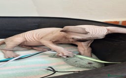 Sphynx gatos en venta: Precioso machito ojos claros  - Imagen 8