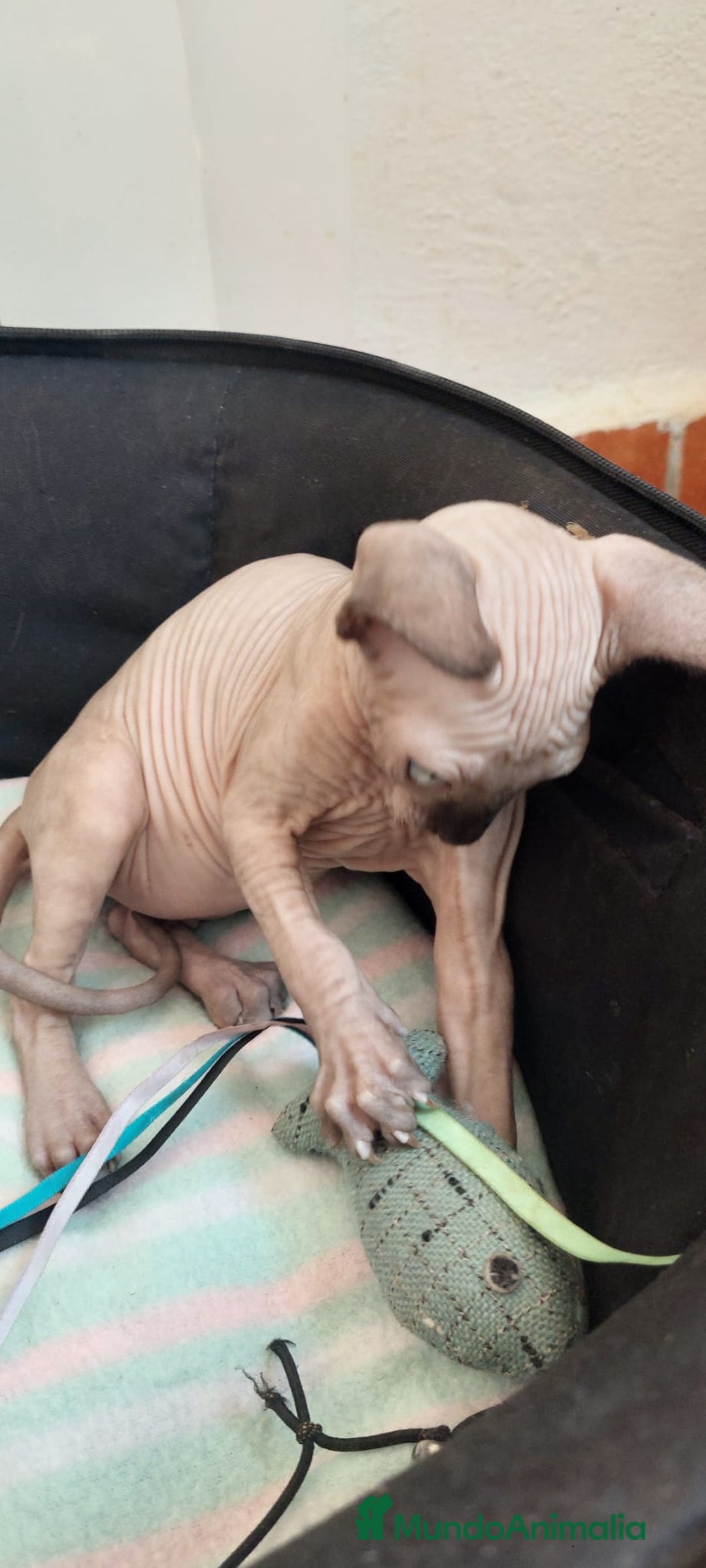 Sphynx gatos en venta: Precioso machito ojos claros  - Imagen 8