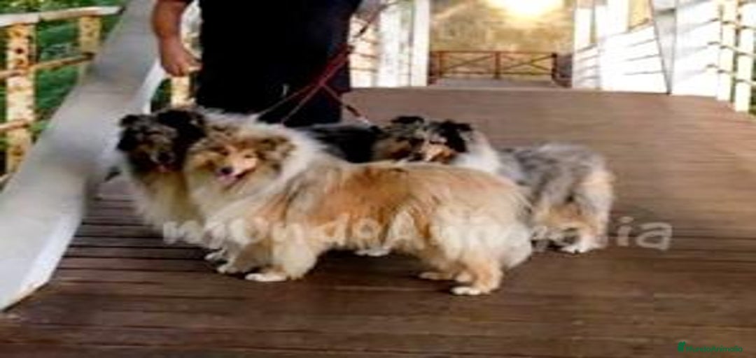 Imagen de galería {{count}}