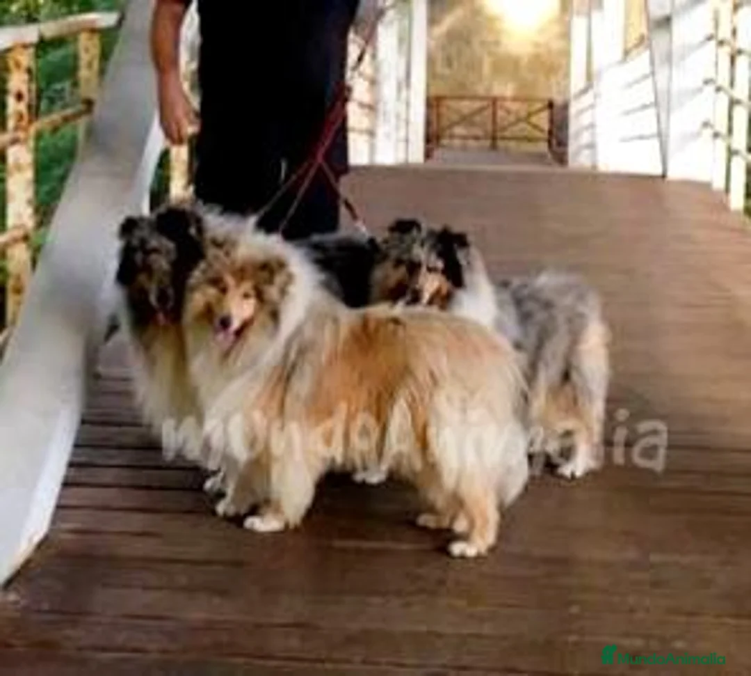 Imagen de galería {{count}}