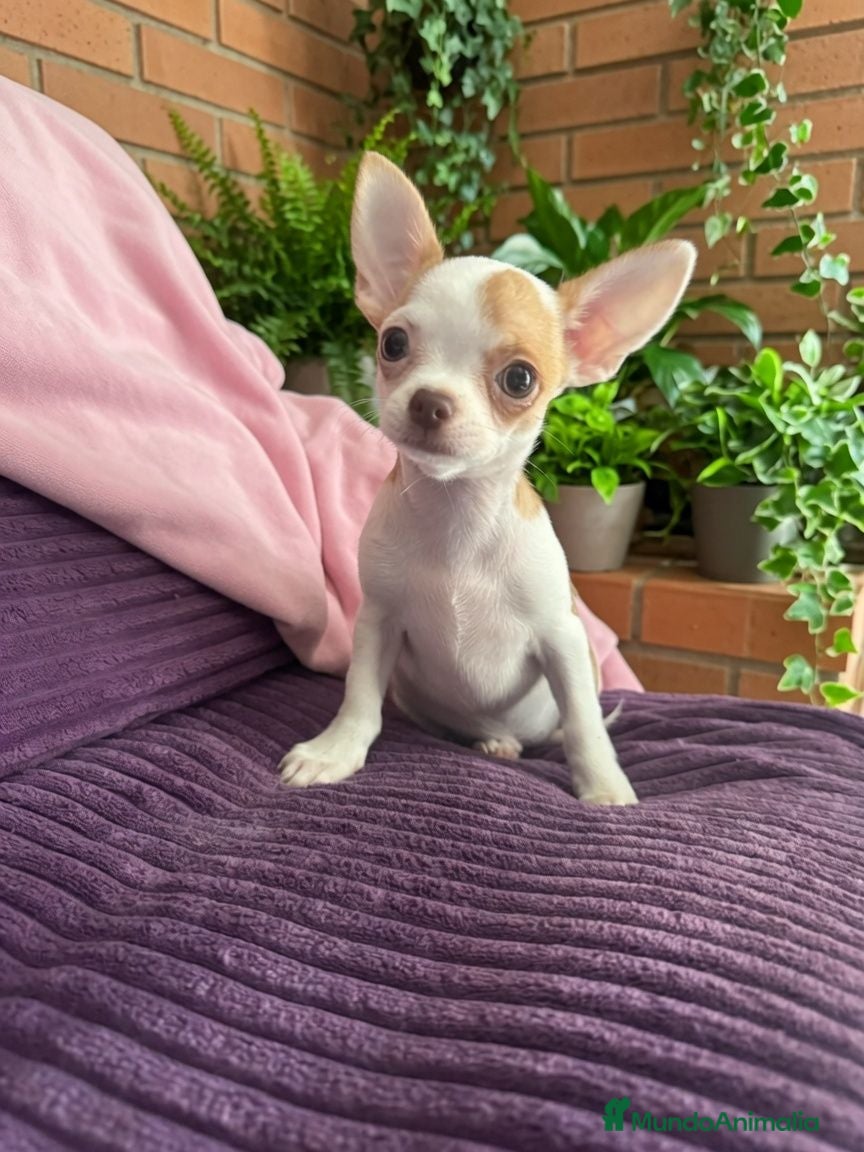 Chihuahua perros Chihuahua ❤️ 🐾 - Anuncio 25