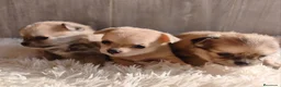 Chihuahua perros en venta: CHIHUAHUA - Anuncio 3